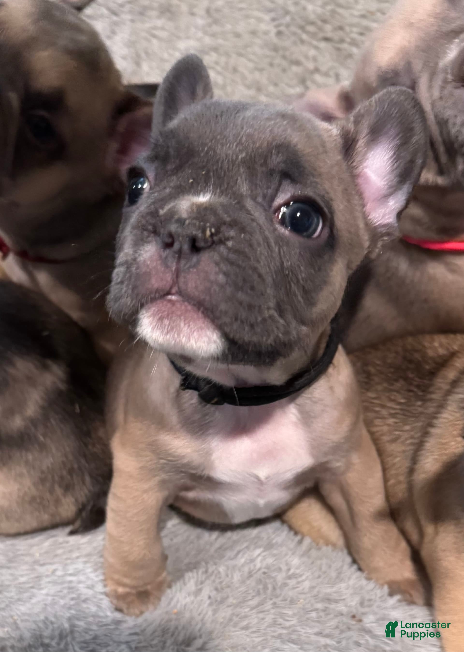 French Bulldog dogs Zeus - Ad 22