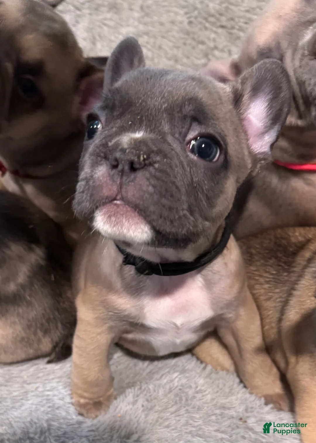 French Bulldog dogs for sale: Zeus - Ad 1