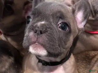 French Bulldog dogs Zeus - Ad 30