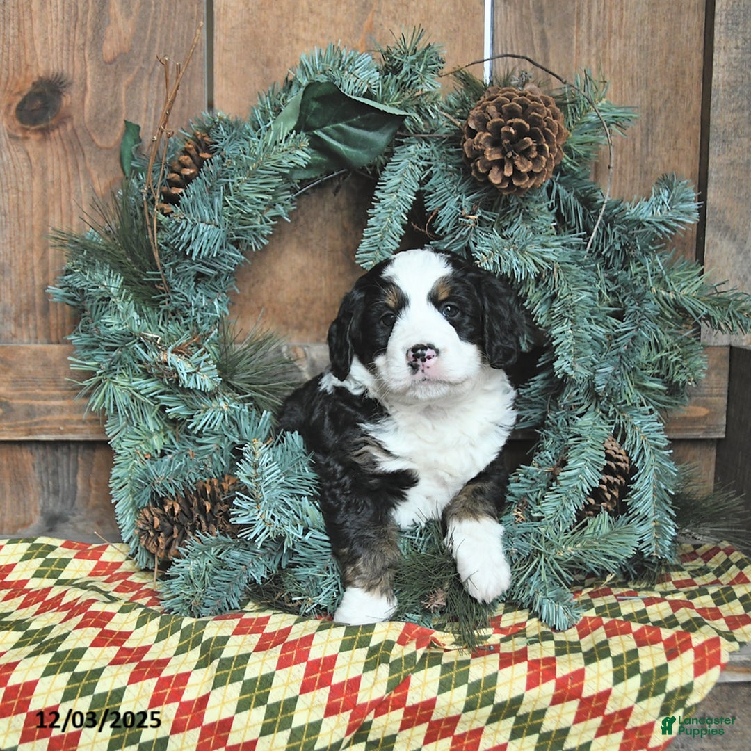 Mini Bernedoodle dogs for sale: Rocky - Ad 2