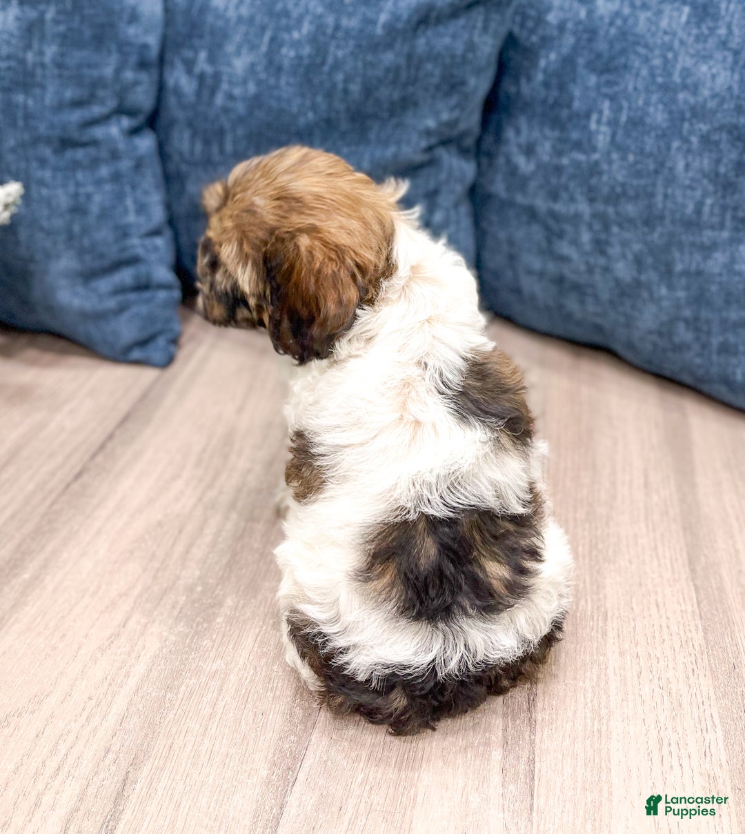 Cockapoo dogs for sale: Elska - Ad 4