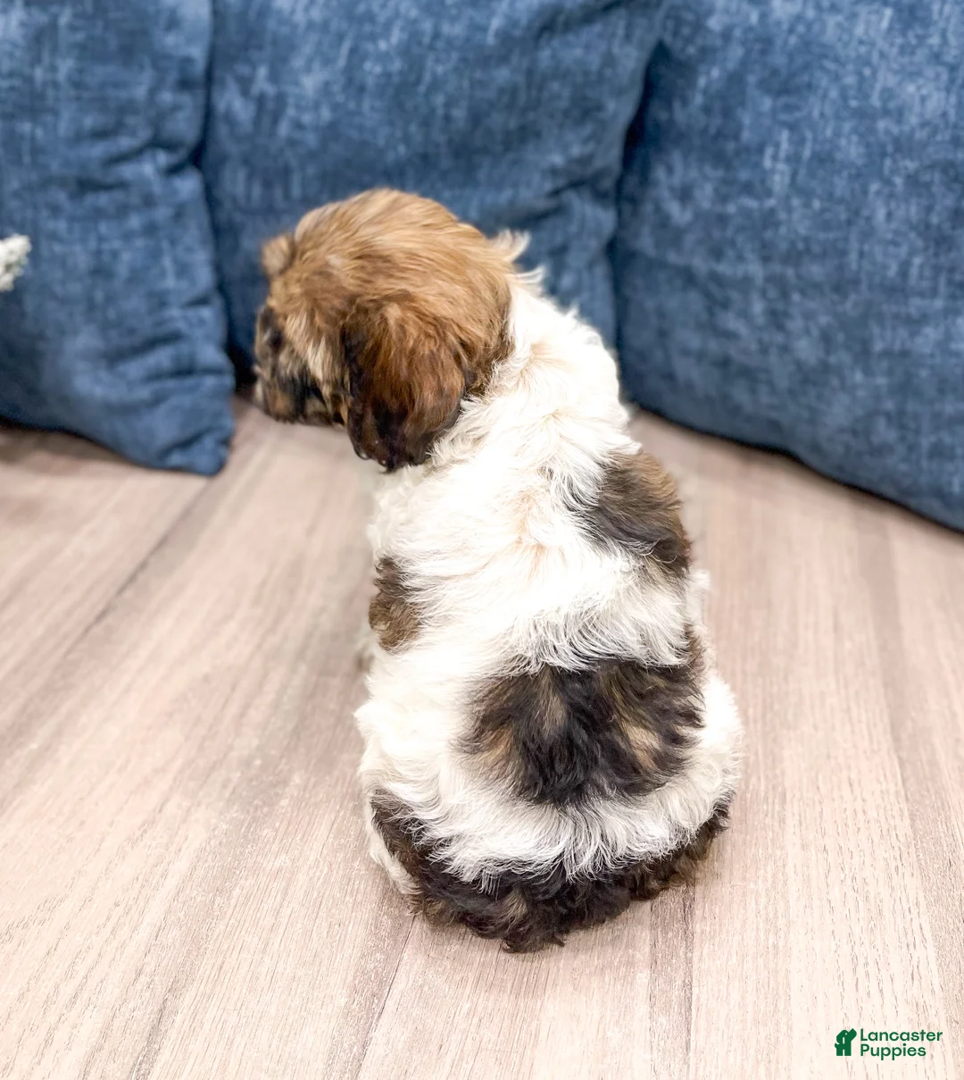 Cockapoo dogs for sale: Elska - Ad 5