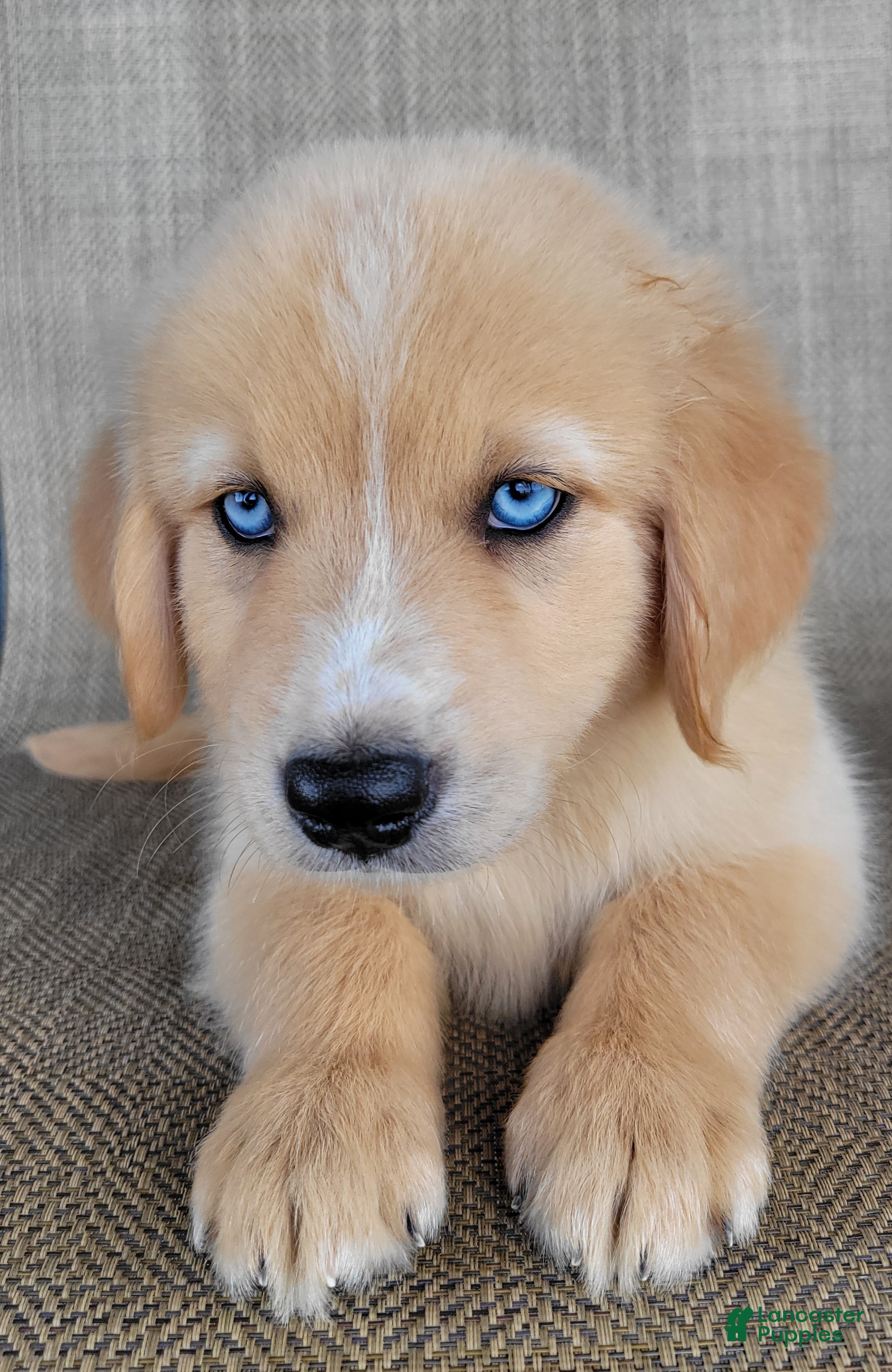 Australian Shepherd dogs Blake - Ad 2