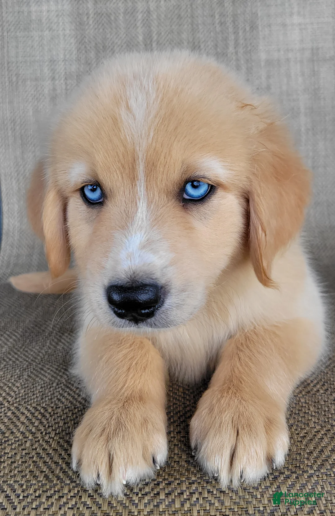 Australian Shepherd dogs for sale: Blake - Ad 2