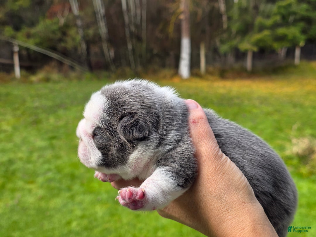 French Bulldog dogs for sale: Sven- a Blue Big Rope Frenchie - Ad 6