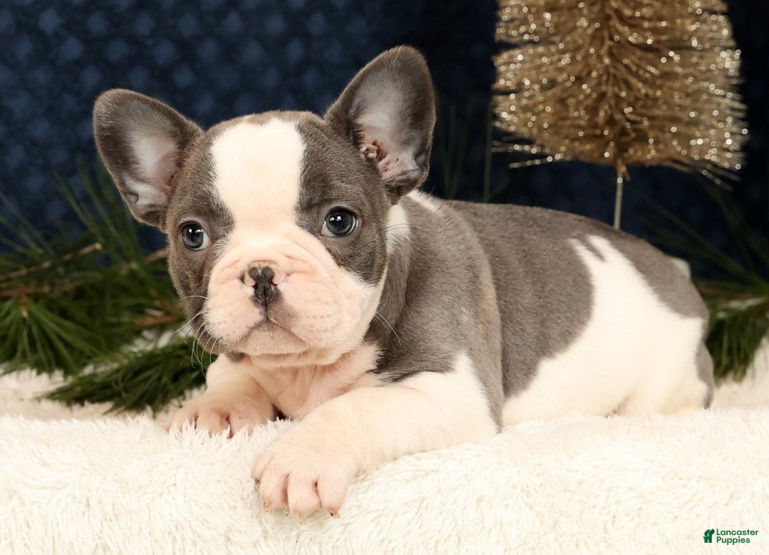 French Bulldog dogs for sale: Julia - Ad 1