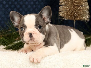 French Bulldog dogs Julia - Ad 1