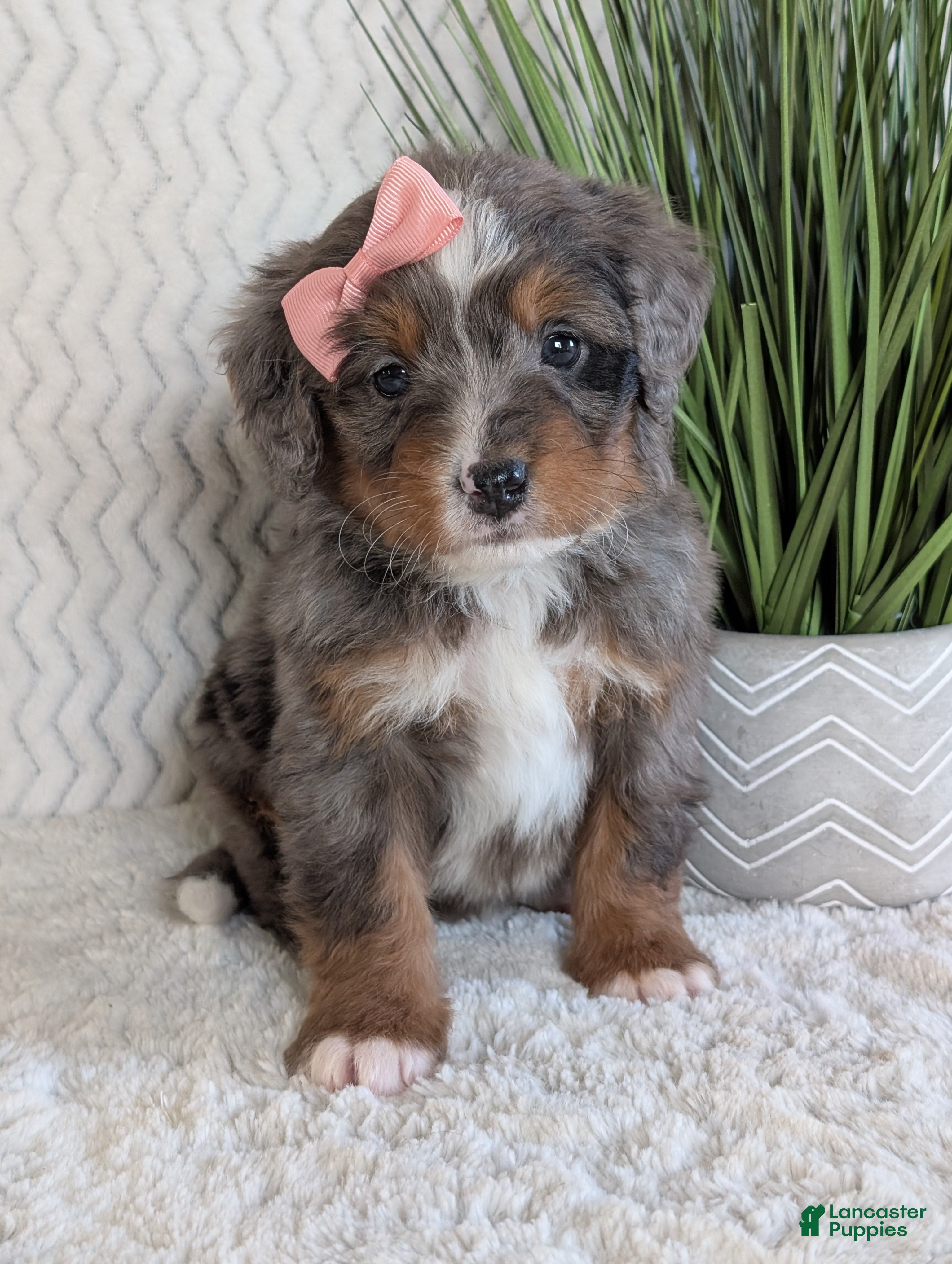 Mini Bernedoodle dogs Mini Pearl  - Ad 1