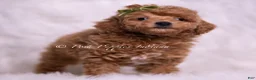 Toy Poodle dogs for sale: Biscotti - Ad 2