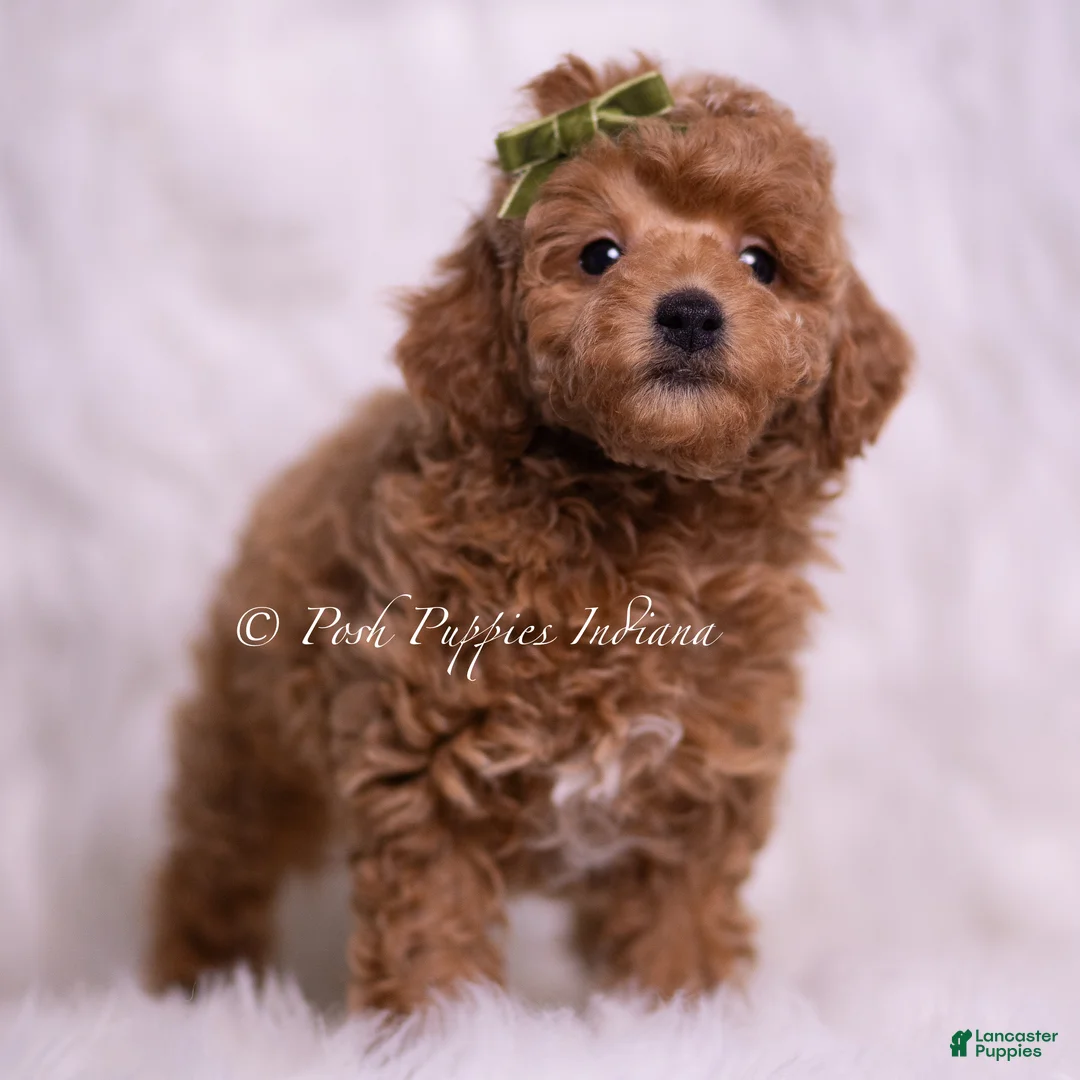Toy Poodle dogs for sale: Biscotti - Ad 2