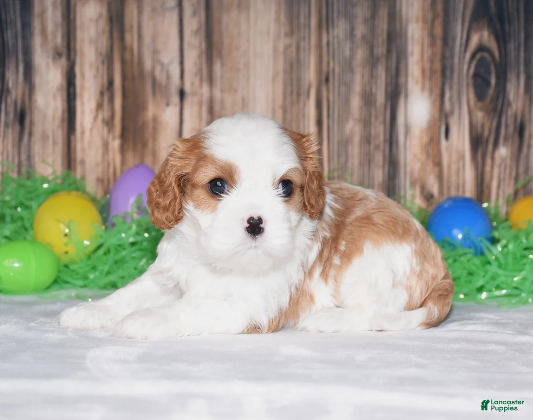 Cavalier King Charles Spaniel dogs for sale: Nacho - Ad 2