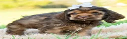 Cocker Spaniel dogs for sale: Tater pop - Ad 3