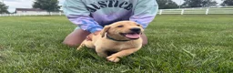 Labrador Retriever dogs for sale: Jake - Ad 2