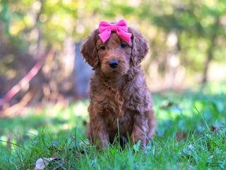 Goldendoodle dogs - Ad 40
