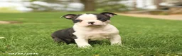 Boston Terrier dogs for sale: Romeo - Ad 4