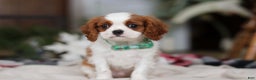 Cavalier King Charles Spaniel dogs for sale: Landon - Ad 9