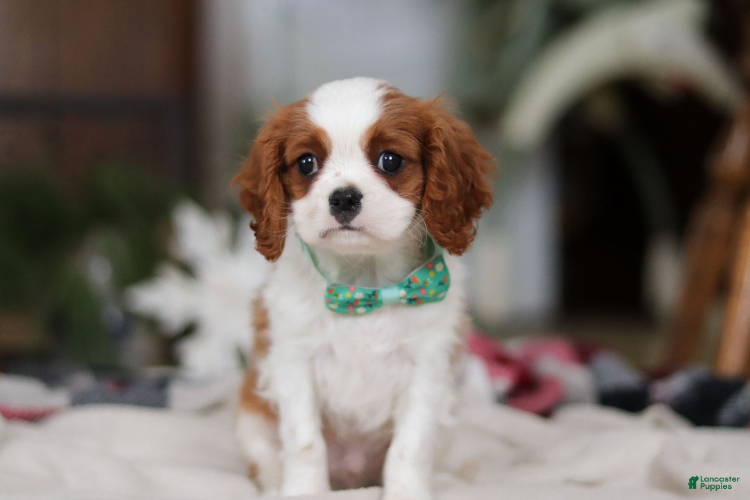 Cavalier King Charles Spaniel dogs for sale: Landon - Ad 9