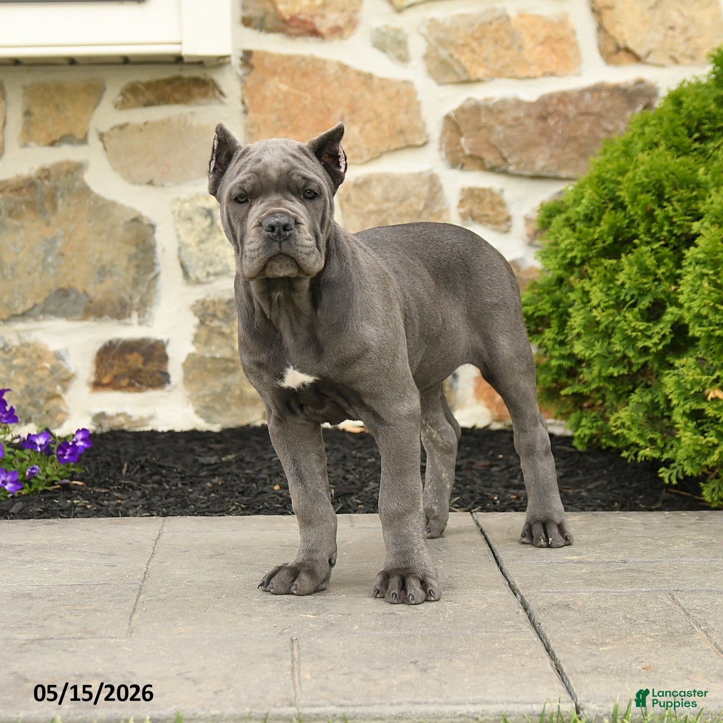 Cane Corso dogs Pipper - Ad 1