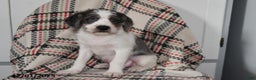 Mixed Breed dogs for sale: Buckeye - Ad 4