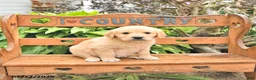 Golden Retriever dogs for sale: Dasher - Ad 2