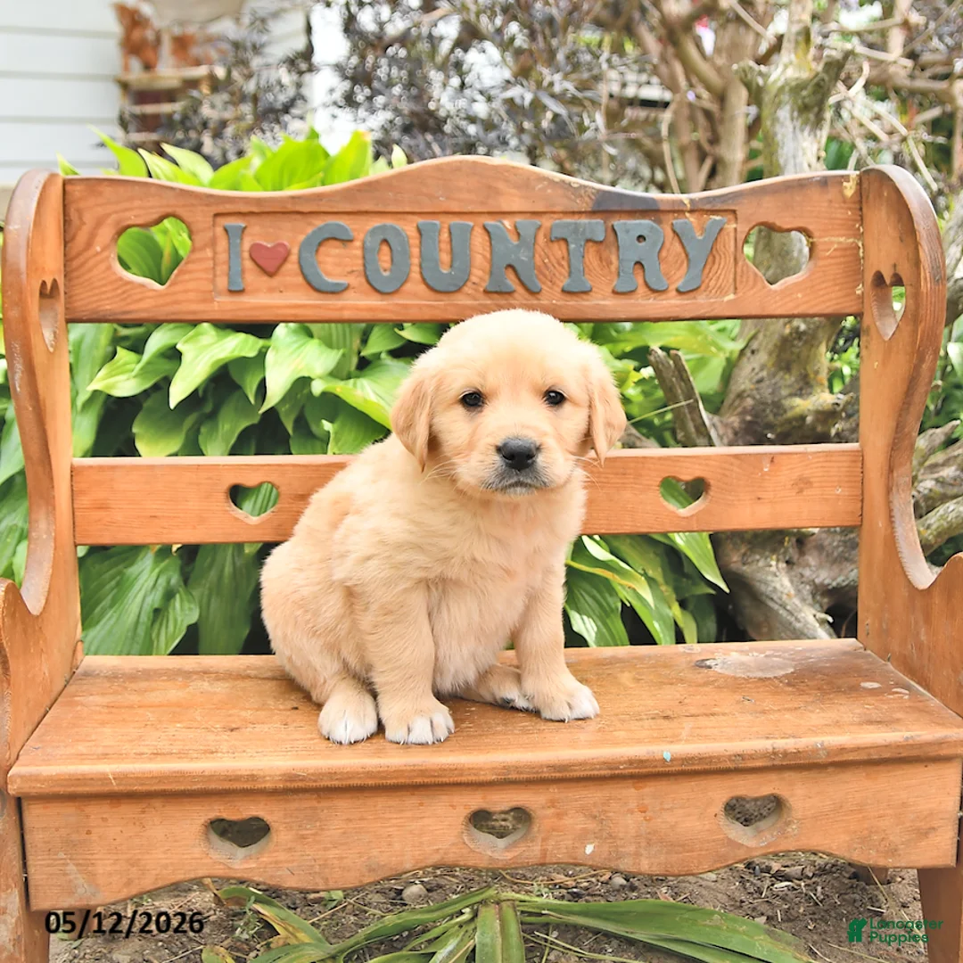 Golden Retriever dogs for sale: Dasher - Ad 2