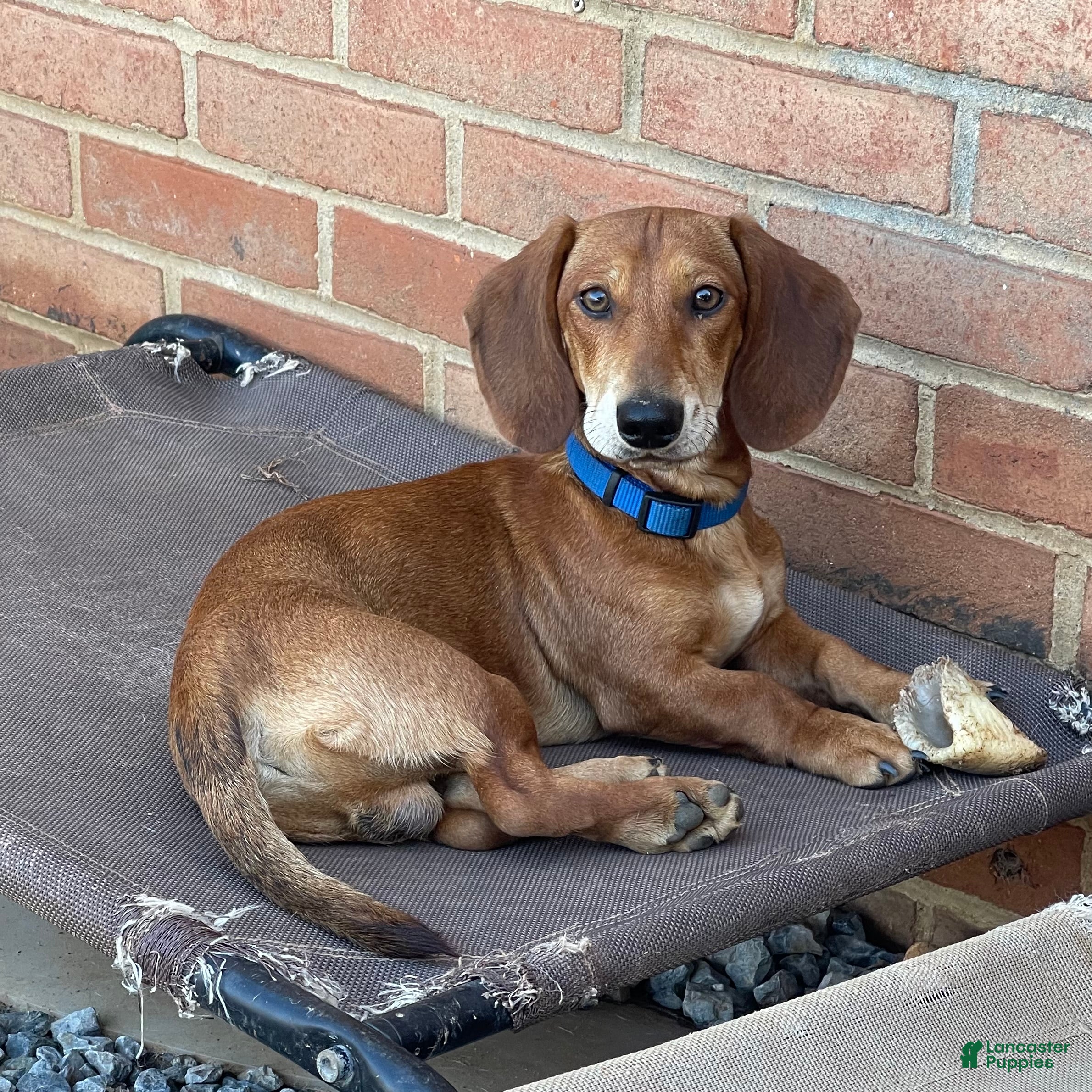 Dachshund dogs Waylon - Ad 5