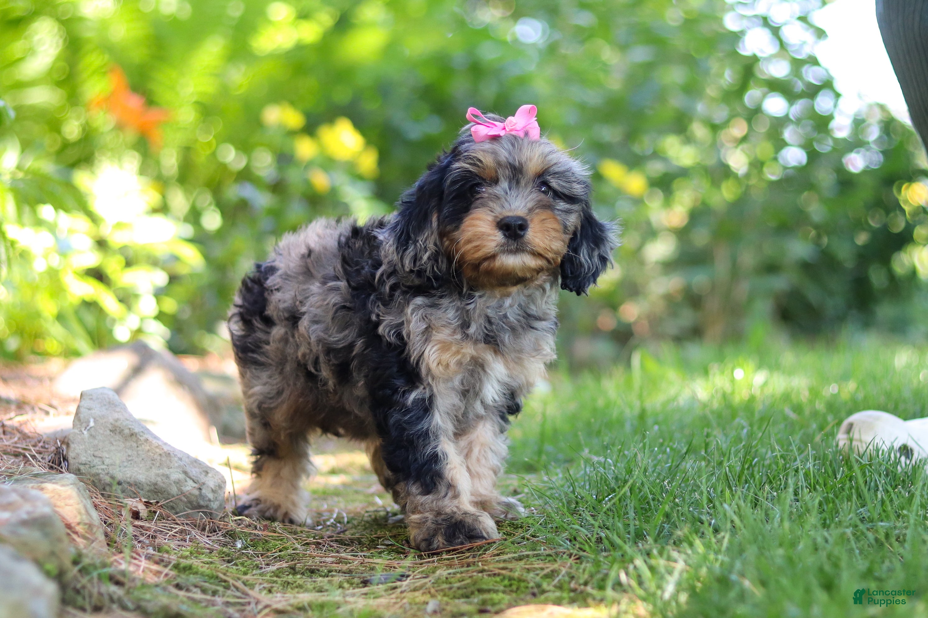 Cavapoo dogs Roxy - Ad 1