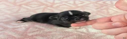 Chihuahua dogs for sale: AKC Charlotte - Ad 6