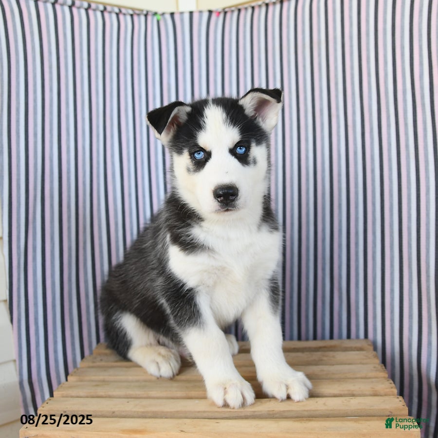 Siberian Huskies Husky Malamute Mix Puppies For Sale Near Me