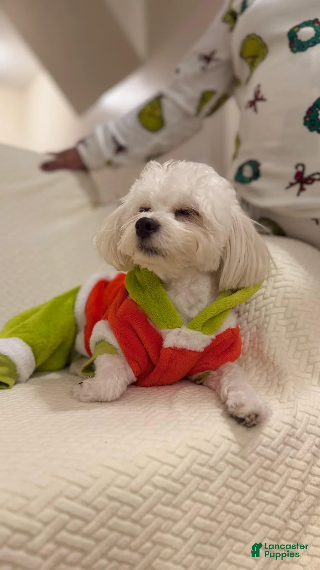 Maltese dogs for stud: coco wants a girlfriend - Ad 1