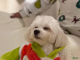 Maltese dogs coco wants a girlfriend - Ad 2