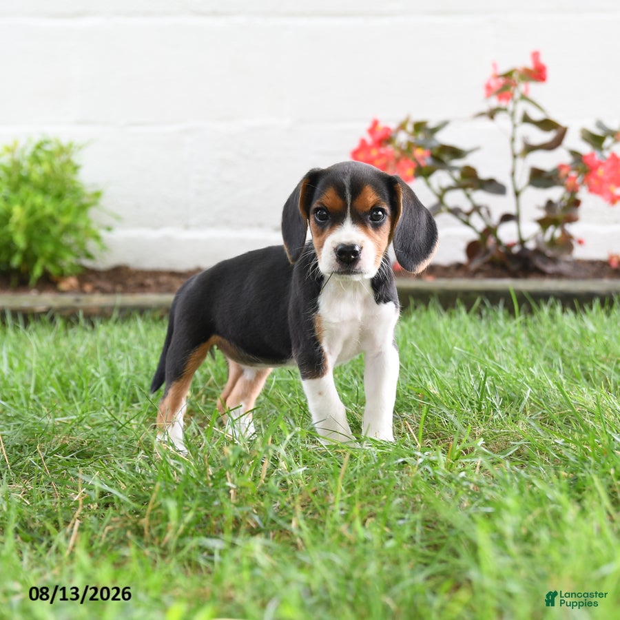 Beagle dogs Kylee - Ad 2