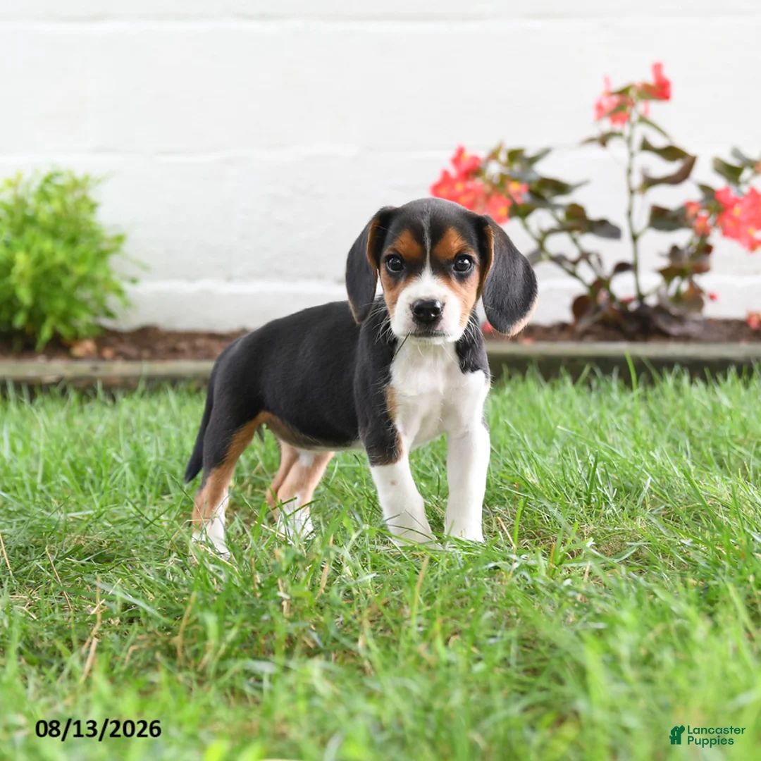 Beagle dogs for sale: Kylee - Ad 2