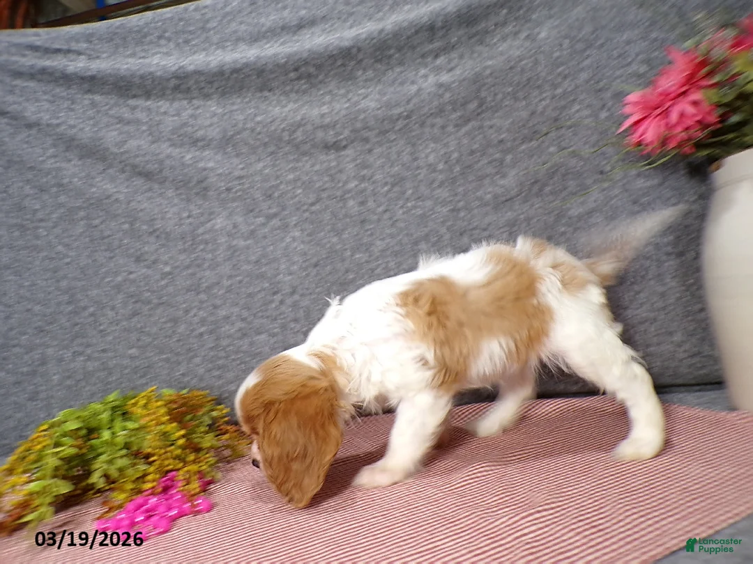 Cavalier King Charles Spaniel dogs for sale: Cassie   - Ad 6