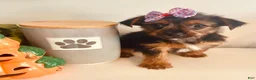 Yorkshire Terrier dogs for sale: Teacup candy - Ad 6