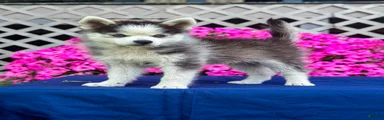 Scout