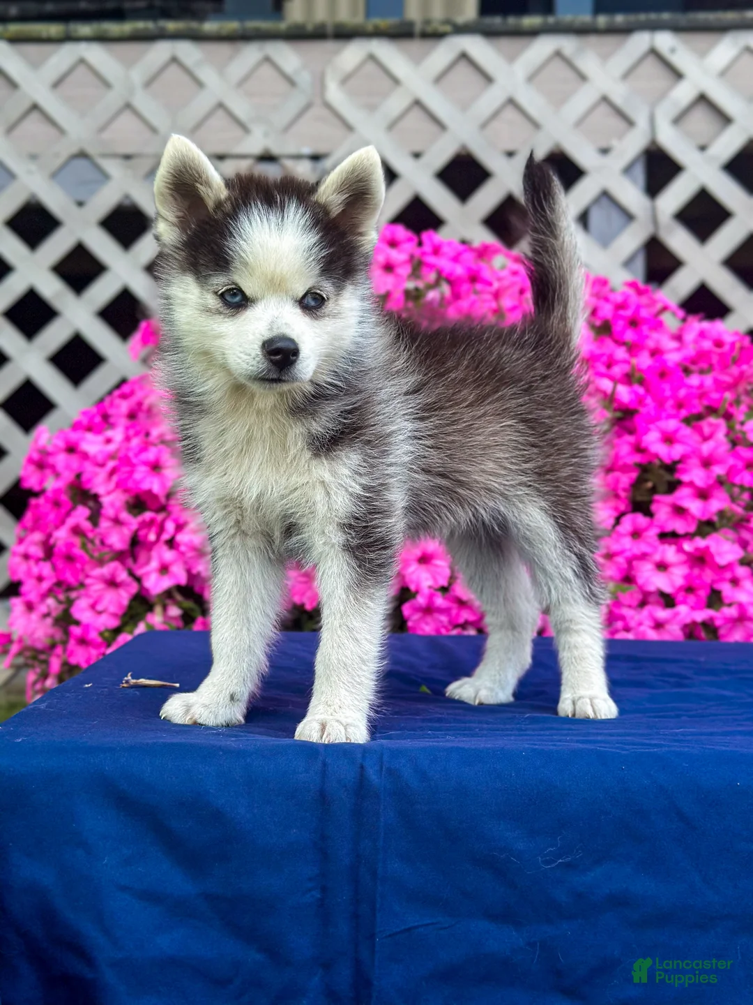 Pomsky dogs for sale: Scout - Ad 1