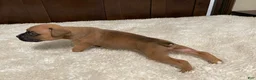 Boxer dogs for sale: Jax - Ad 18