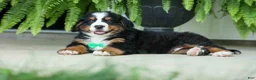 Bernese Mountain Dog dogs for sale: SCOUT - Ad 16