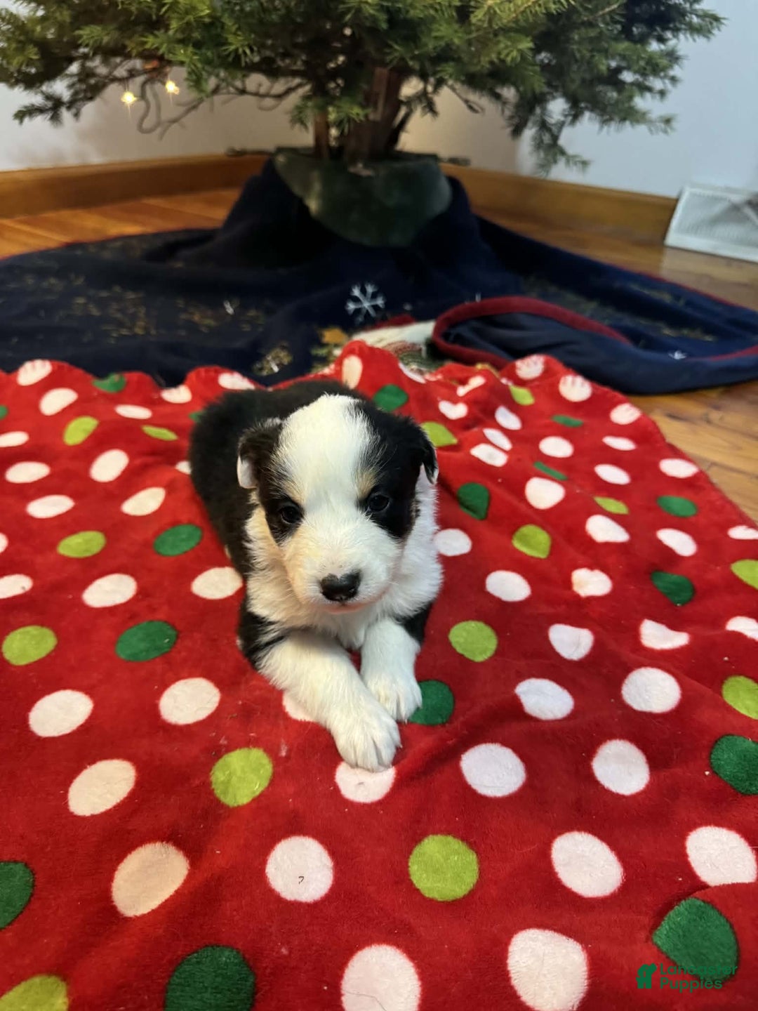 Australian Shepherd dogs for sale: Snowy - Ad 1