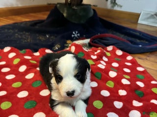 Australian Shepherd dogs Snowy - Ad 11