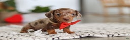 Dachshund dogs for sale: Jackson  - Ad 4