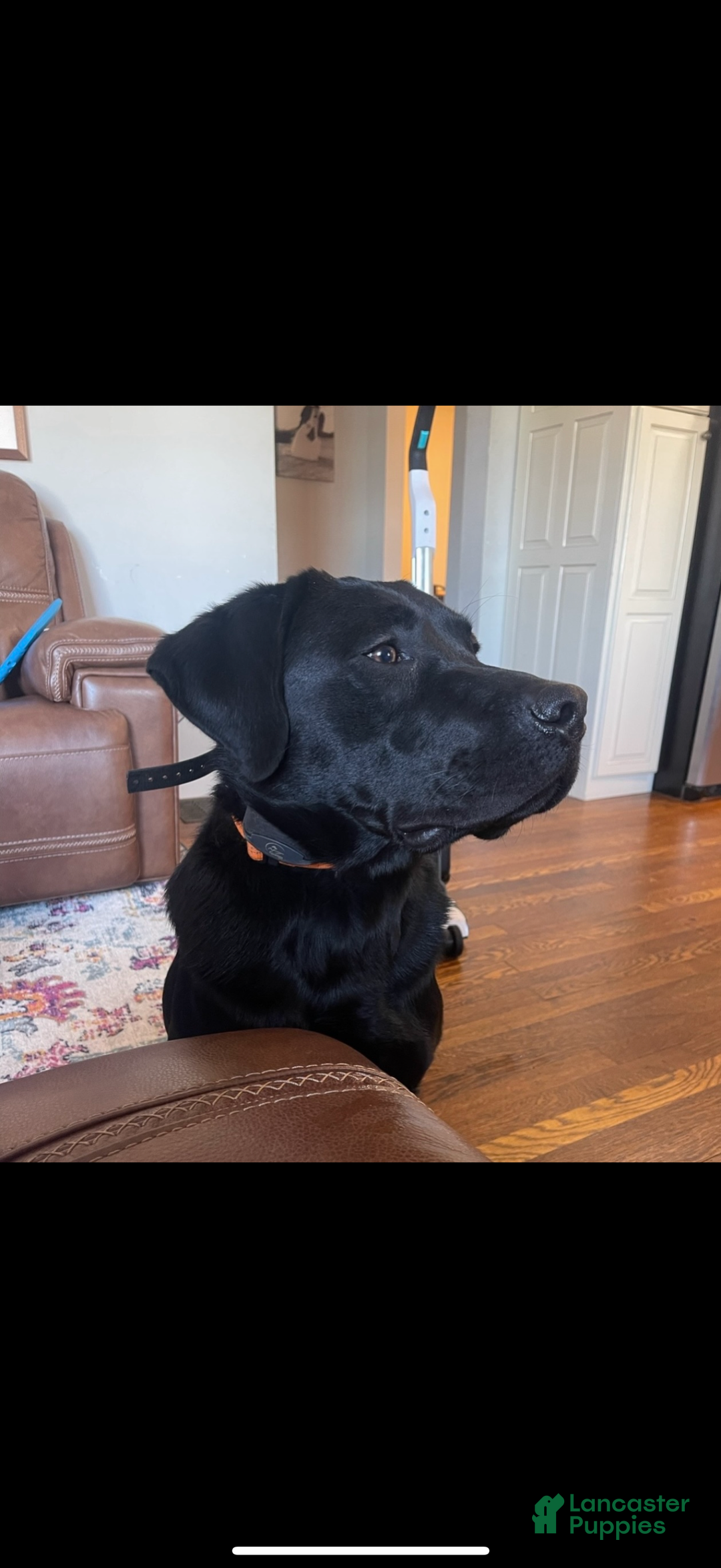 Labrador Retriever dogs for sale: Labrador Retriever Puppy 3 - Ad 4