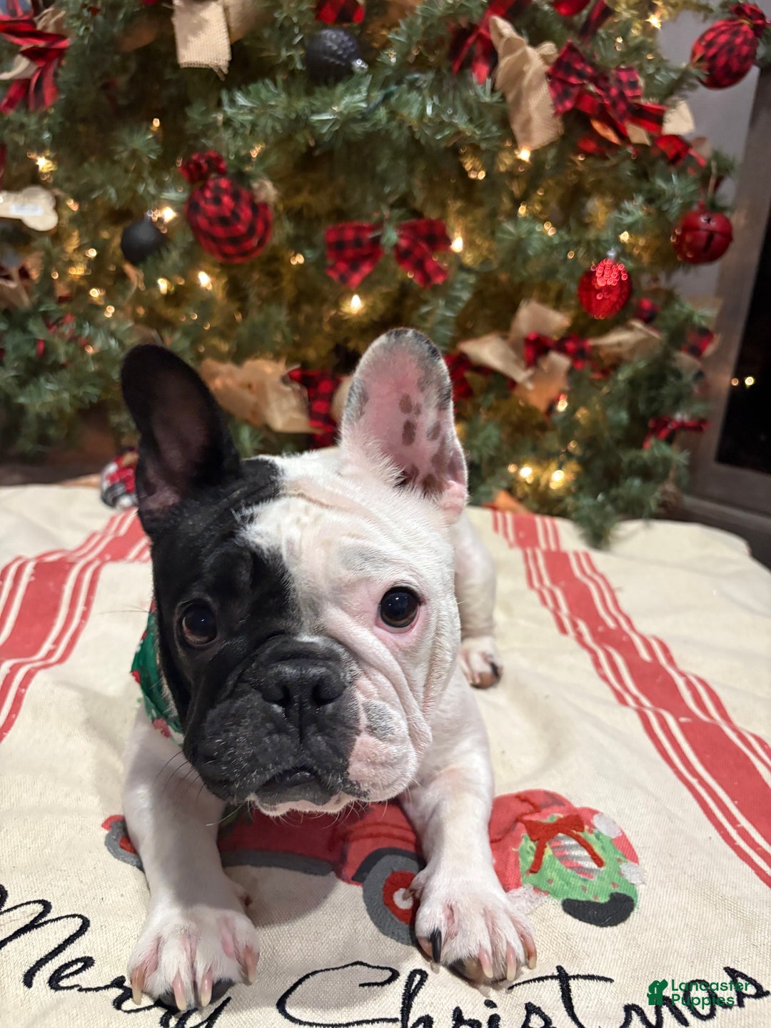 French Bulldog dogs for sale: French Bulldog Puppy 3 (purple collar) tiny - Ad 11