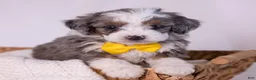 Mini Bernedoodle dogs for sale: Karlo - Ad 3