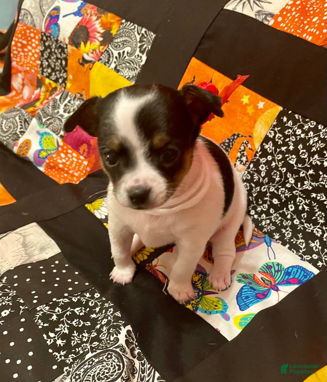 Chihuahua dogs for sale: Lucille - Ad 3