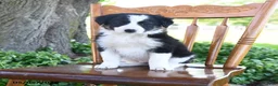 Border Collie dogs for sale: Lucas - Ad 2