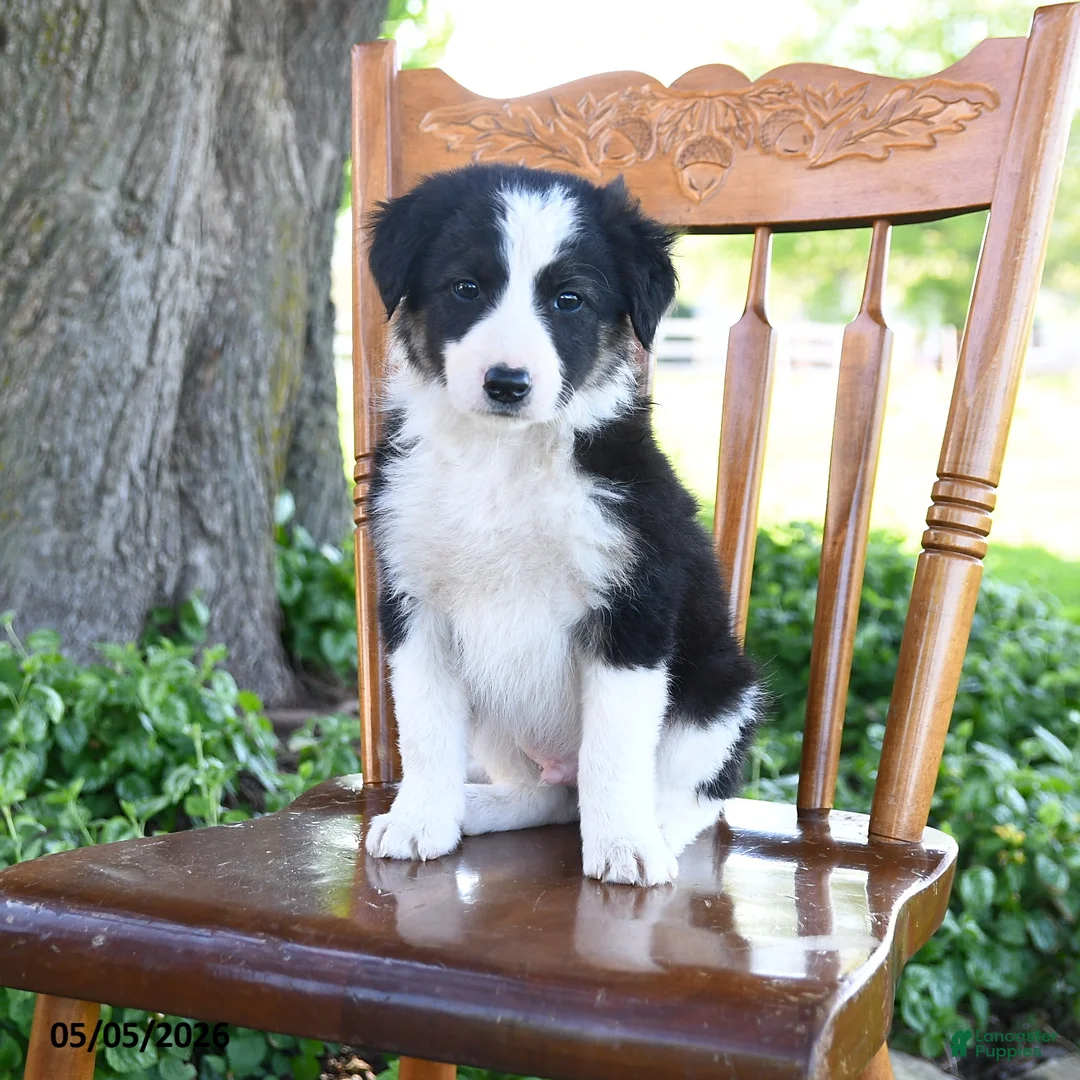 Border Collie dogs for sale: Lucas - Ad 2