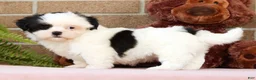 Shih Tzu dogs for sale: Gracie - Ad 6