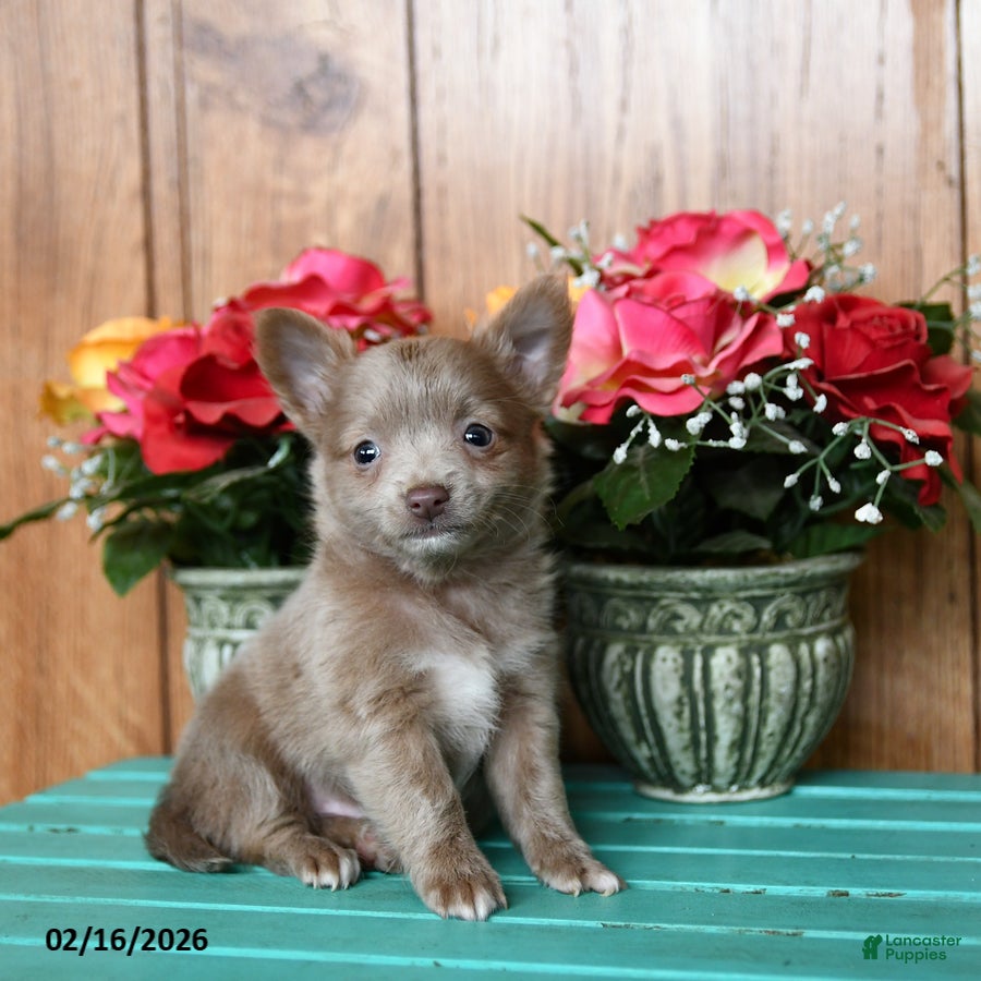 Chihuahua dogs Lion - Ad 1